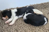Gladys , a female Cavalier King Charles Spaniel for sale in Clare, MI – 3 of 3