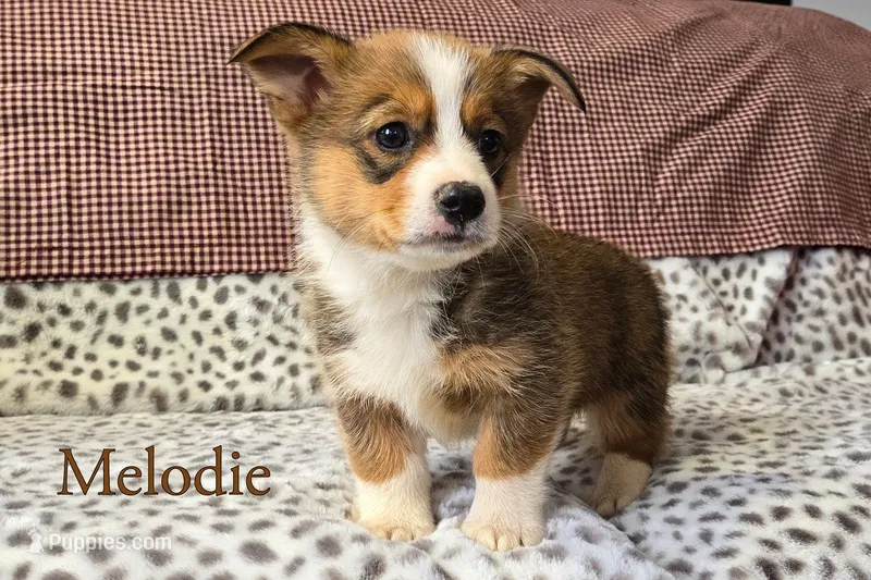 Melodie – Pembroke Welsh Corgi puppy for sale in Clare, MI