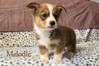 Melodie, a female Pembroke Welsh Corgi for sale in Clare, MI – 1 of 2