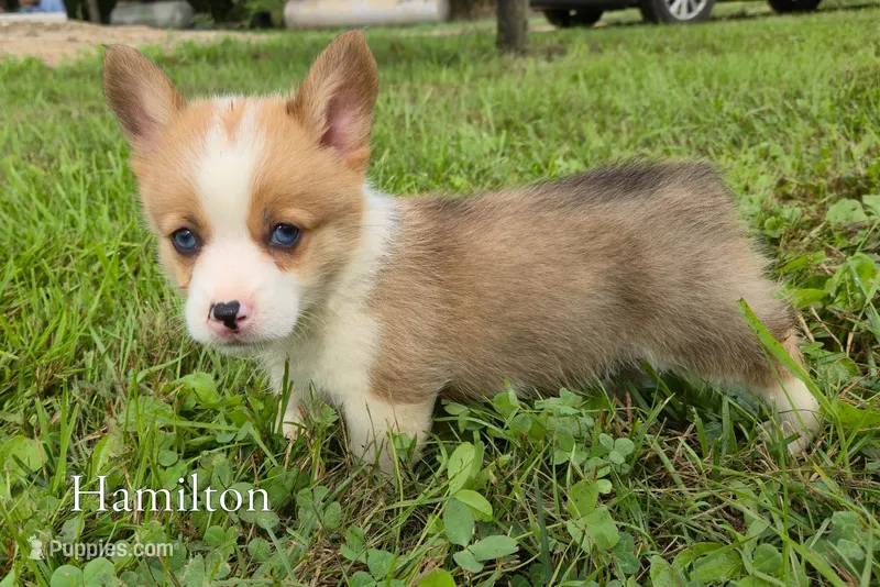 Hamilton – Pembroke Welsh Corgi puppy for sale in Clare, MI