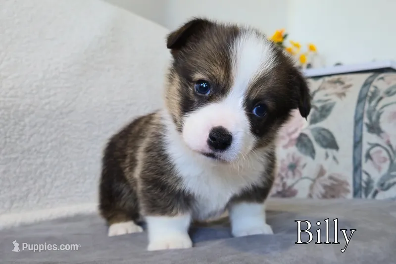 Billy – Pembroke Welsh Corgi puppy for sale in Clare, MI
