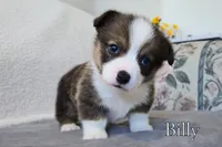 Billy, a male Pembroke Welsh Corgi for sale in Clare, MI – 1 of 5