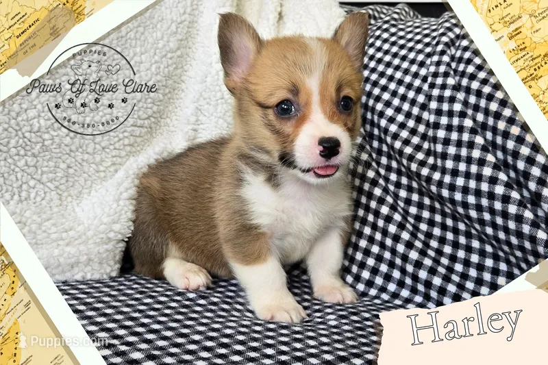 Harley – Pembroke Welsh Corgi puppy for sale in Clare, MI