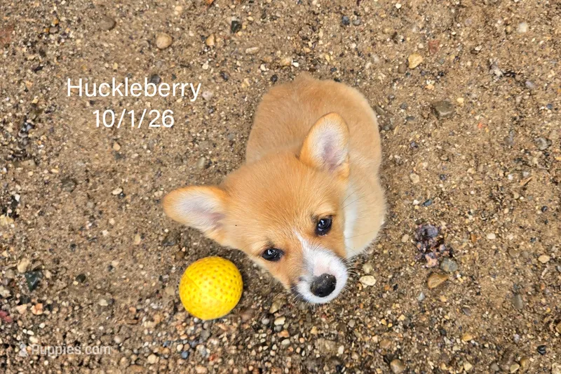 Huckleberry "Huck" – Pembroke Welsh Corgi puppy for sale in Clare, MI