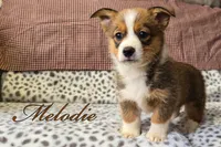 Melodie, a female Pembroke Welsh Corgi for sale in Clare, MI – 2 of 2