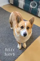 Britney, a female Pembroke Welsh Corgi for sale in Clare, MI – 3 of 4