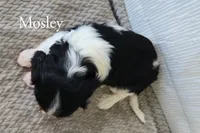 Mosley, a male Cavalier King Charles Spaniel for sale in Clare, MI – 2 of 2