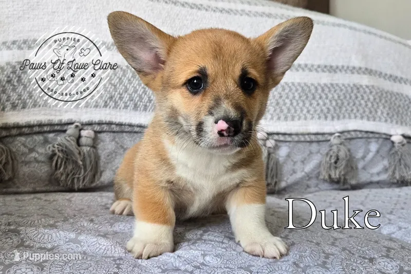 Duke – Pembroke Welsh Corgi puppy for sale in Clare, MI