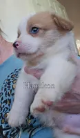 Hamilton, a male Pembroke Welsh Corgi for sale in Clare, MI – 3 of 4