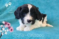 Gloria , a female Cavapoo for sale in Clare, MI – Photo 1 of 2
