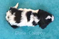 Gloria , a female Cavapoo for sale in Clare, MI – Photo 2 of 2
