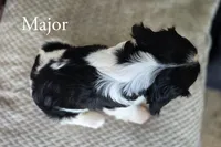 Major, a male Cavalier King Charles Spaniel for sale in Clare, MI – 3 of 3