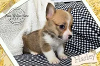 Harley, a male Pembroke Welsh Corgi for sale in Clare, MI – 2 of 3