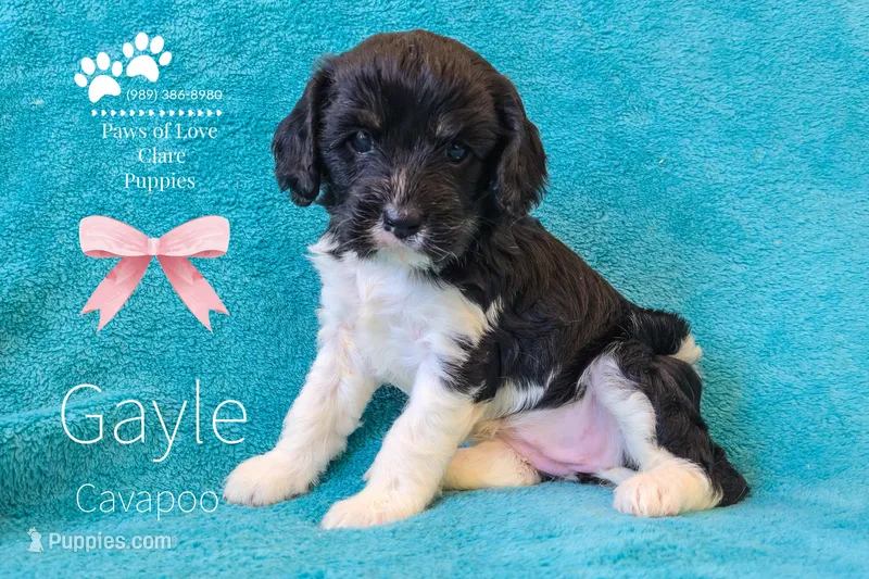 Gayle  – Cavapoo puppy for sale in Clare, MI