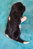 Gayle , a female Cavapoo for sale in Clare, MI – Photo 2 of 2