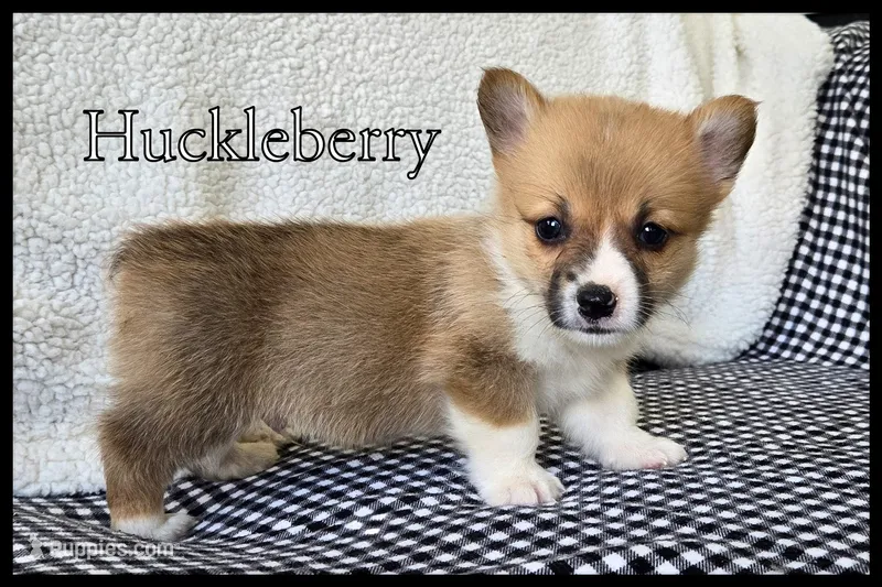 Huckleberry "Huck" – Pembroke Welsh Corgi puppy for sale in Clare, MI