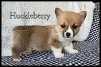 Huckleberry "Huck", a male Pembroke Welsh Corgi for sale in Clare, MI – 3 of 4