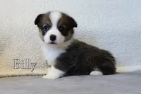 Billy, a male Pembroke Welsh Corgi for sale in Clare, MI – 2 of 5