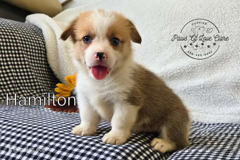 Hamilton – Pembroke Welsh Corgi puppy for sale in Clare, MI