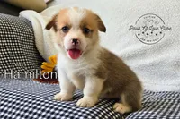 Hamilton, a male Pembroke Welsh Corgi for sale in Clare, MI – 1 of 4