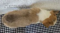Harmony, a female Pembroke Welsh Corgi for sale in Clare, MI – 4 of 4