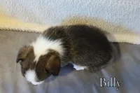 Billy, a male Pembroke Welsh Corgi for sale in Clare, MI – 3 of 5