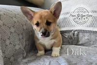 Duke, a male Pembroke Welsh Corgi for sale in Clare, MI – 3 of 4