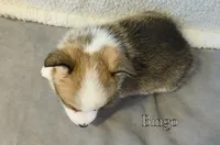 Bingo, a male Pembroke Welsh Corgi for sale in Clare, MI – 4 of 4