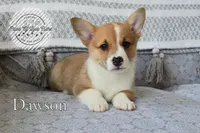 Dawson, a male Pembroke Welsh Corgi for sale in Clare, MI – 2 of 2
