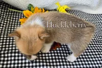 Huckleberry "Huck", a male Pembroke Welsh Corgi for sale in Clare, MI – 4 of 4