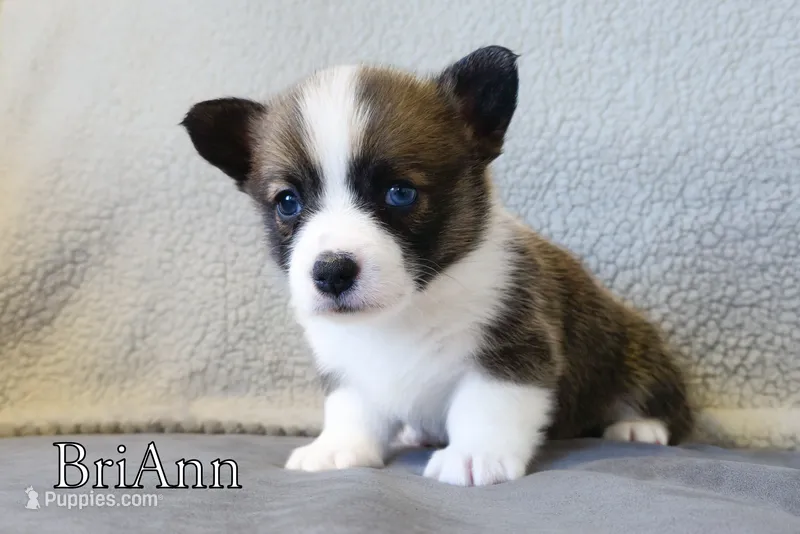 BriAnn – Pembroke Welsh Corgi puppy for sale in Clare, MI