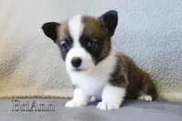 BriAnn, a female Pembroke Welsh Corgi for sale in Clare, MI – 1 of 4