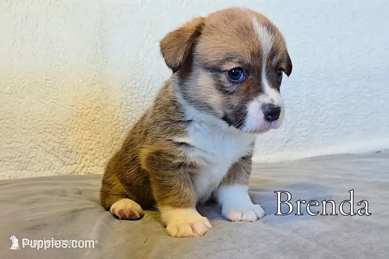 Brenda – Pembroke Welsh Corgi puppy for sale in Clare, MI