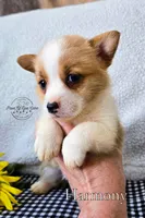 Harmony, a female Pembroke Welsh Corgi for sale in Clare, MI – 2 of 4