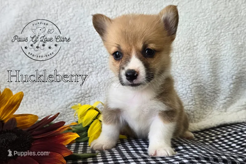 Huckleberry "Huck" – Pembroke Welsh Corgi puppy for sale in Clare, MI