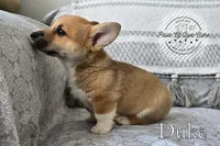 Duke, a male Pembroke Welsh Corgi for sale in Clare, MI – 2 of 4