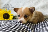 Heather, a female Pembroke Welsh Corgi for sale in Clare, MI – 2 of 3