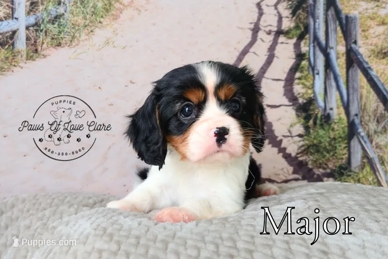 Major – Cavalier King Charles Spaniel puppy for sale in Clare, MI