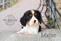 Major, a male Cavalier King Charles Spaniel for sale in Clare, MI – 1 of 3