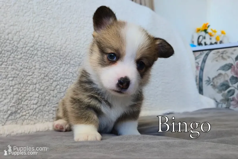 Bingo – Pembroke Welsh Corgi puppy for sale in Clare, MI