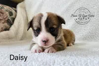 Daisy, a female Pembroke Welsh Corgi for sale in Clare, MI – 1 of 1