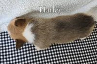 Harley, a male Pembroke Welsh Corgi for sale in Clare, MI – 3 of 3