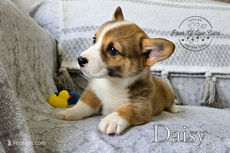 Daisy – Pembroke Welsh Corgi puppy for sale in Clare, MI