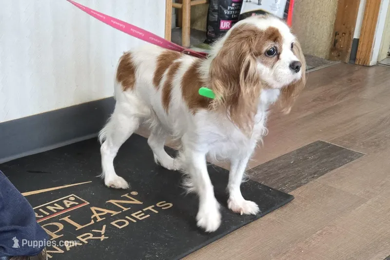 Karen – Cavalier King Charles Spaniel puppy for sale in Clare, MI