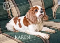 Karen, a female Cavalier King Charles Spaniel for sale in Clare, MI – Photo 2 of 2