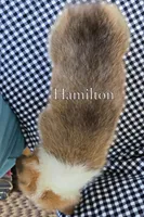 Hamilton, a male Pembroke Welsh Corgi for sale in Clare, MI – 4 of 4