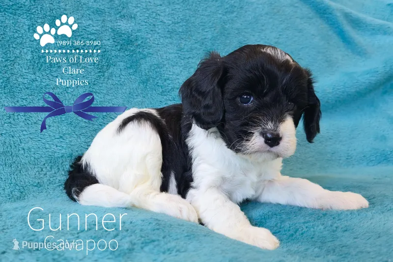 Gunner – Cavapoo puppy for sale in Clare, MI