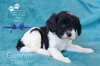 Gunner, a male Cavapoo for sale in Clare, MI – Photo 1 of 2