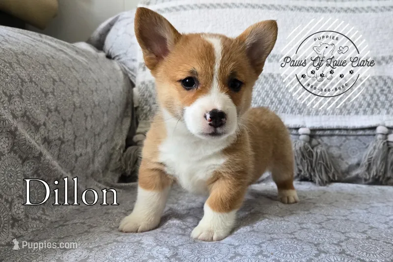 Dillon – Pembroke Welsh Corgi puppy for sale in Clare, MI