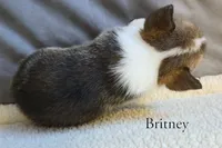 Britney, a female Pembroke Welsh Corgi for sale in Clare, MI – 2 of 4
